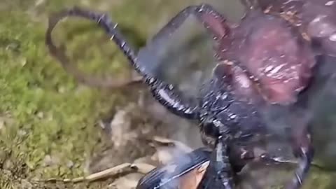 Deadly Battle: Tiny Bug Destroys a Giant! 😱 Shocking Ending!