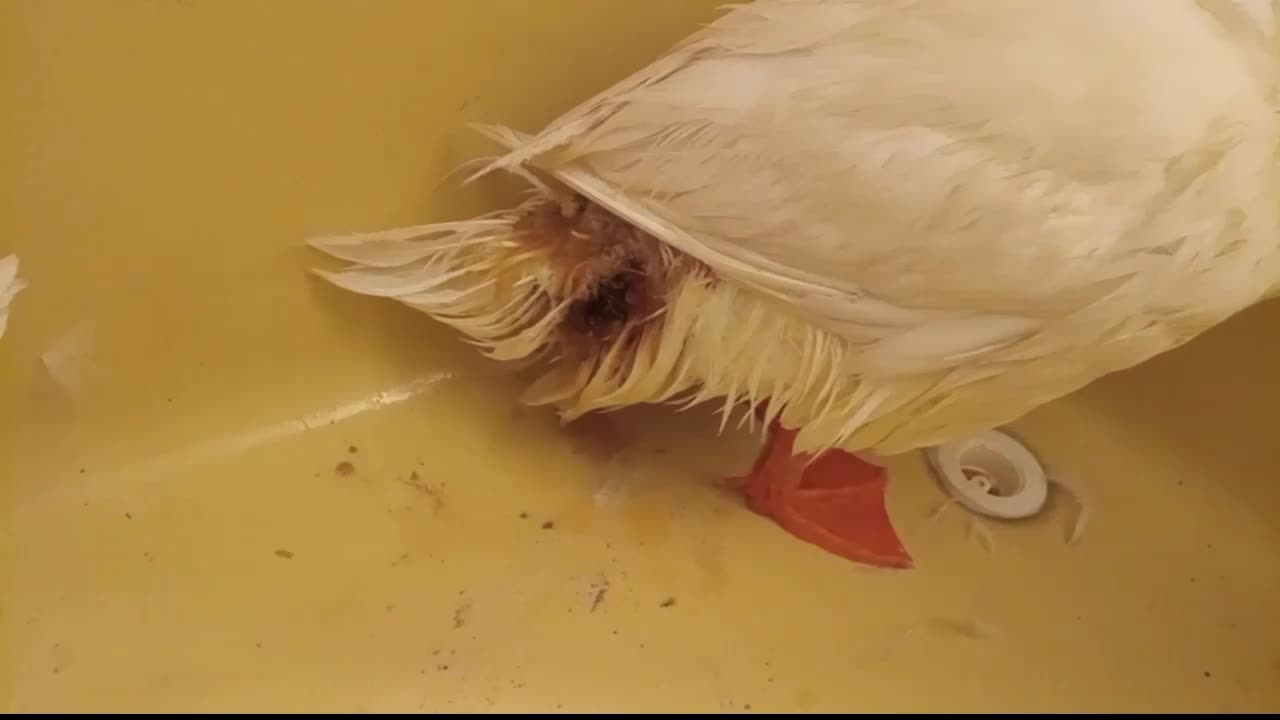 After Our Duck Was Attacked - From Bad To Worse!
