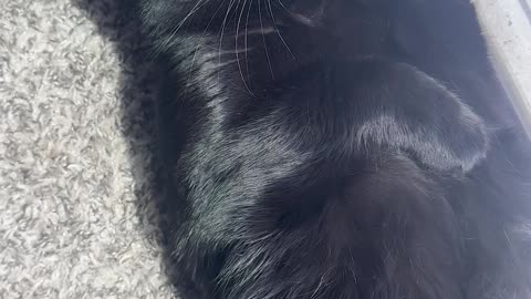 Sunbathing Kitty Blocks Dogs' Doorway