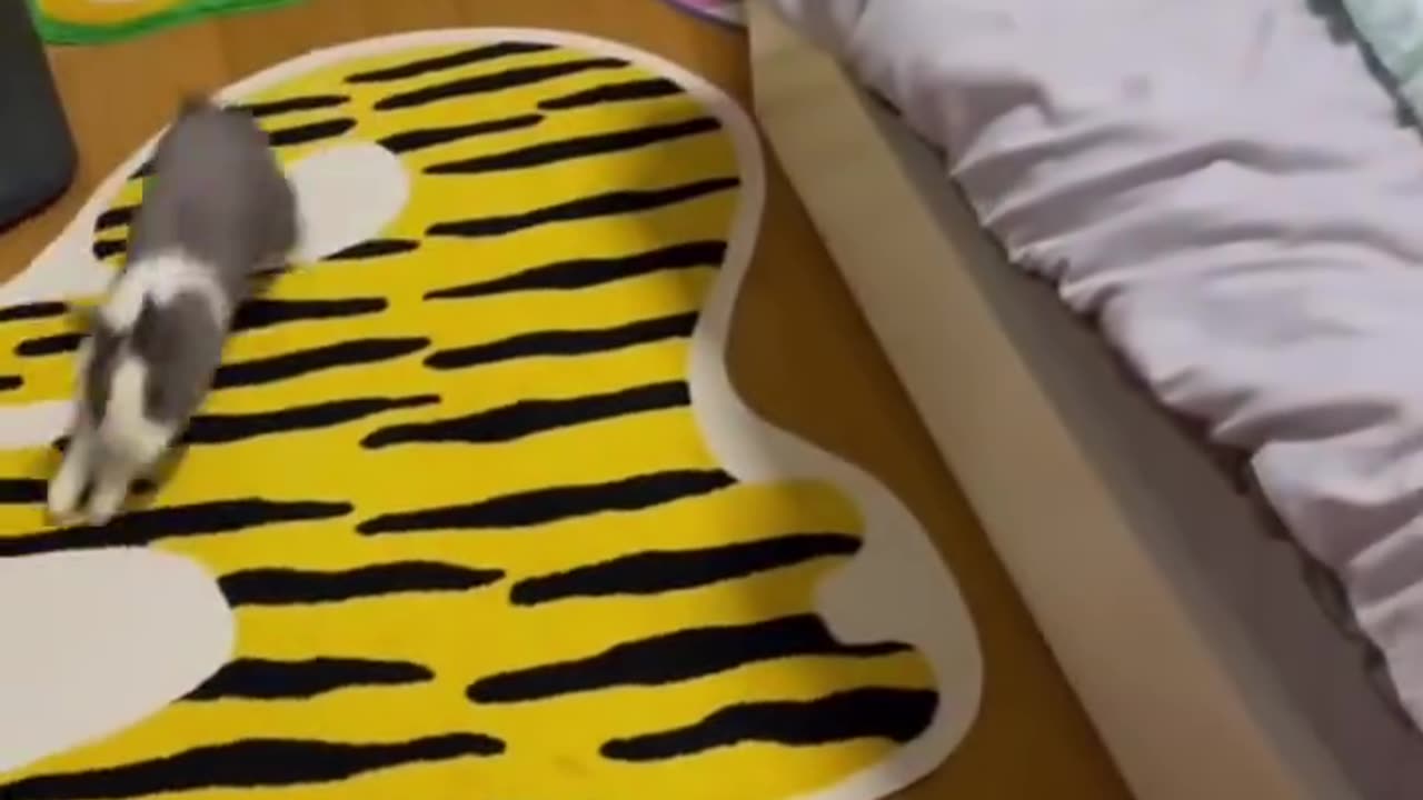 Salturi și voie bună cu iepurașul! 😂🐰 / Hops and Fun with the Bunny!