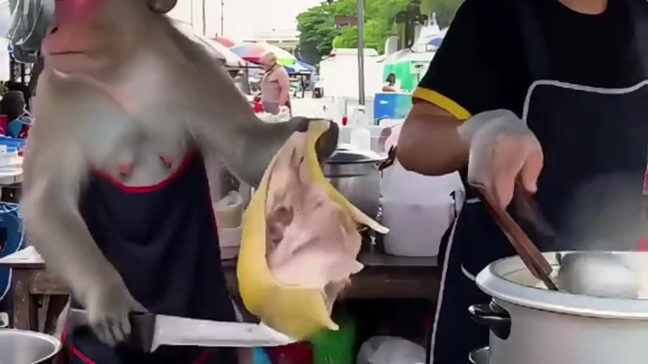 Real cuttlefish! WOW
