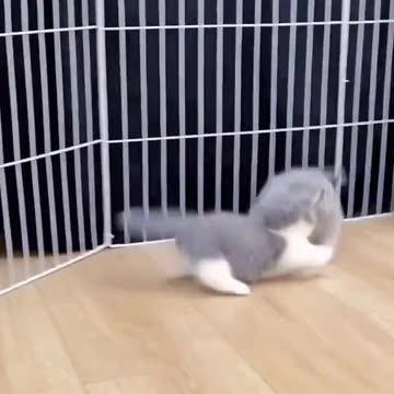 Cutest Cat Video Ever: Must-Watch for Cat Lovers🐈