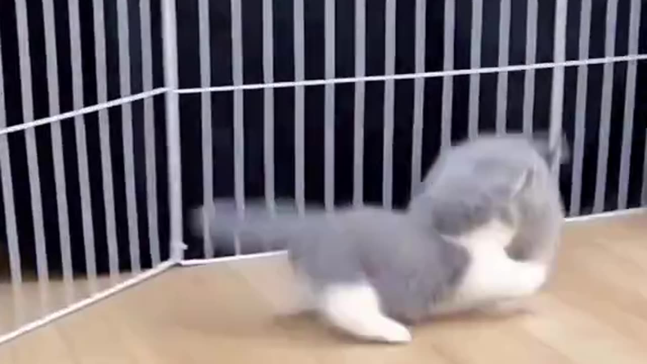 Cutest Cat Video Ever: Must-Watch for Cat Lovers🐈