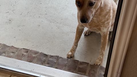 Poor Dogs Left Outside for Over a Minute