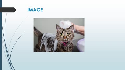 Best Grooming Salon in Morningside