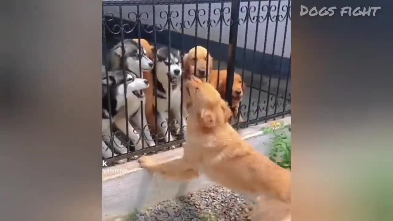Goofy Animals Part 5 May 2025