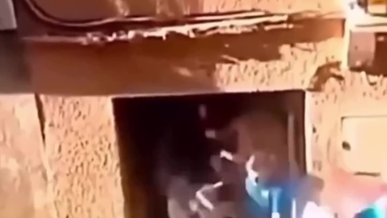 Angry bull