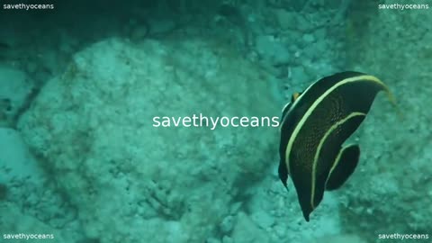 French Anglefish In The Ocean