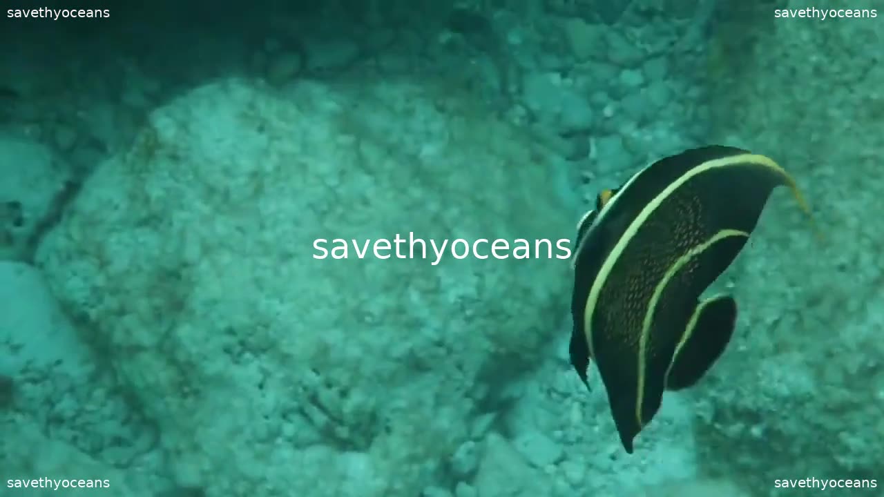 French Anglefish In The Ocean