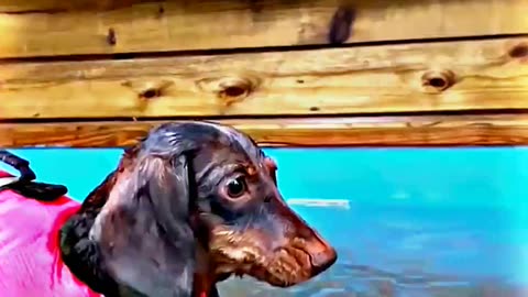 😂😆 "This Dog Just Invented Comedy!" 😂😆
