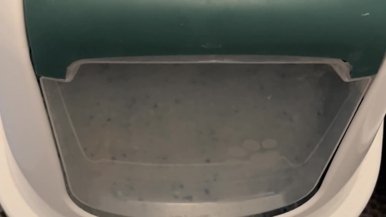 😂🐱 You Won't Believe These Hilarious Cat Grunts! | FunFM