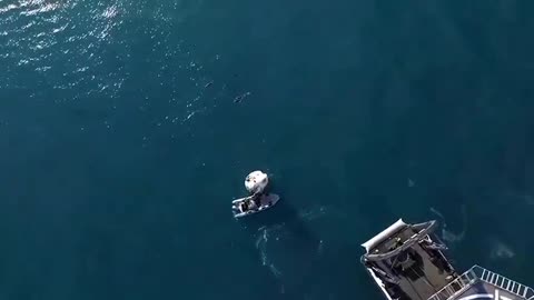 A pod of Dolphins stopped by to say welcome home to the Astronauts! 🐬