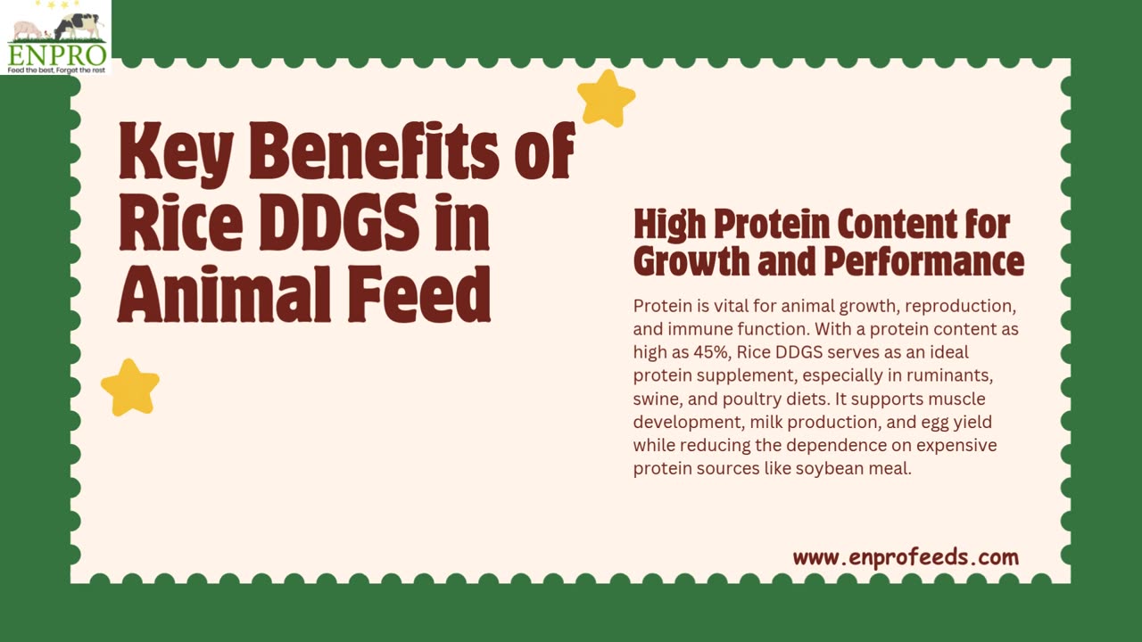 Benefits of Rice DDGS in Animal Feed