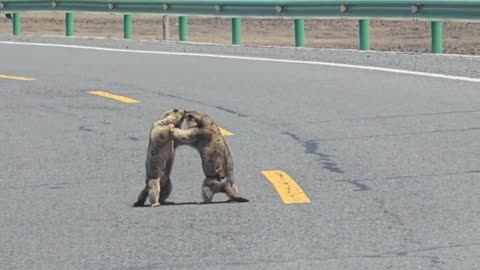 路上偶遇俩土拨鼠打架