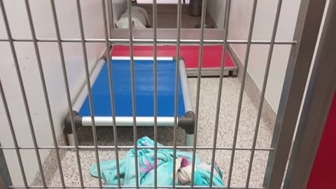 Chad 10y A699691 kennel 186 PACC shelter 1st time by Chad today, getting slowly ok by me20250706_834