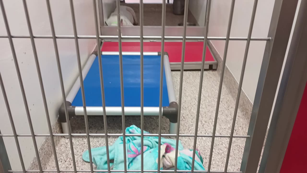 Chad 10y A699691 kennel 186 PACC shelter 1st time by Chad today, getting slowly ok by me20250706_834