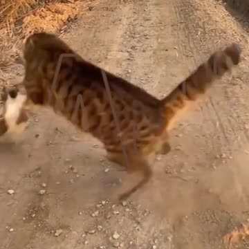 Funny animals video