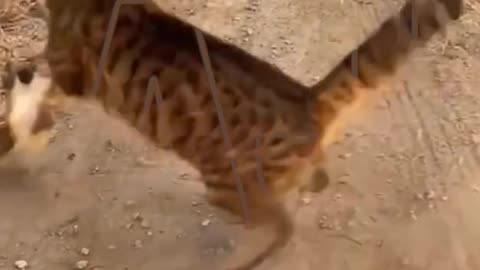 Funny animals video