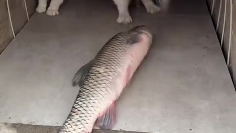 Video funny