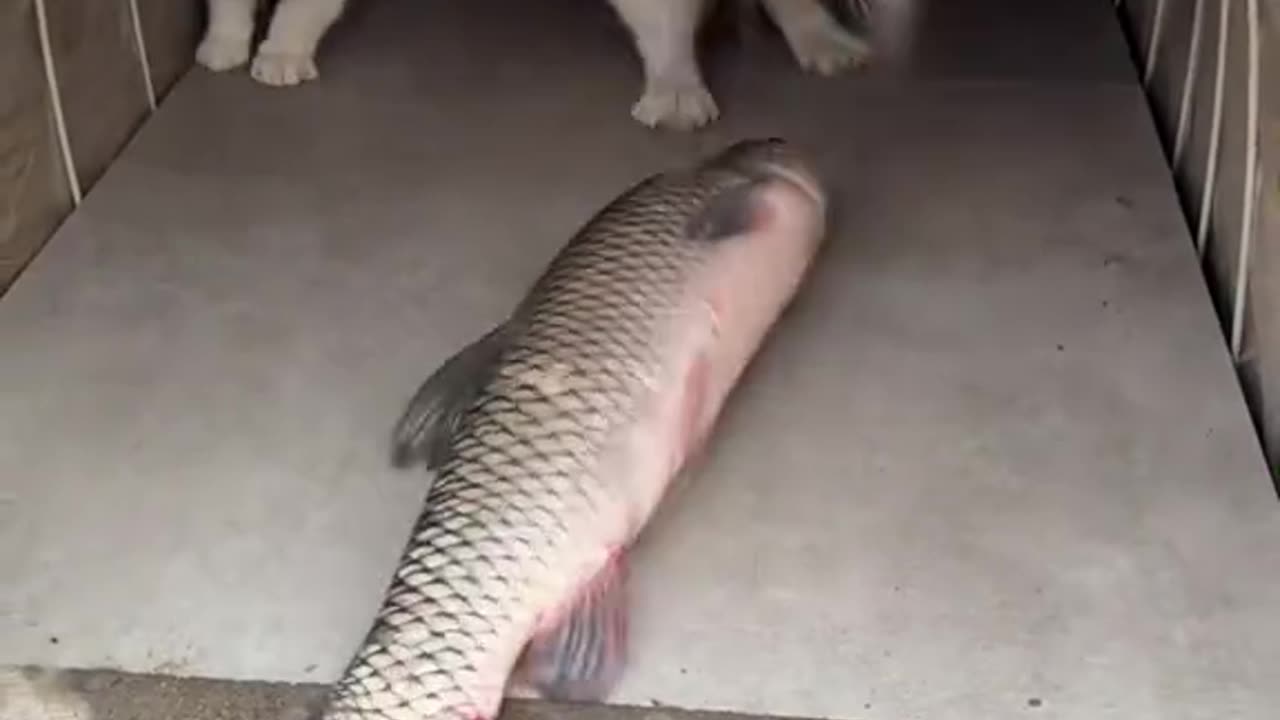 Video funny