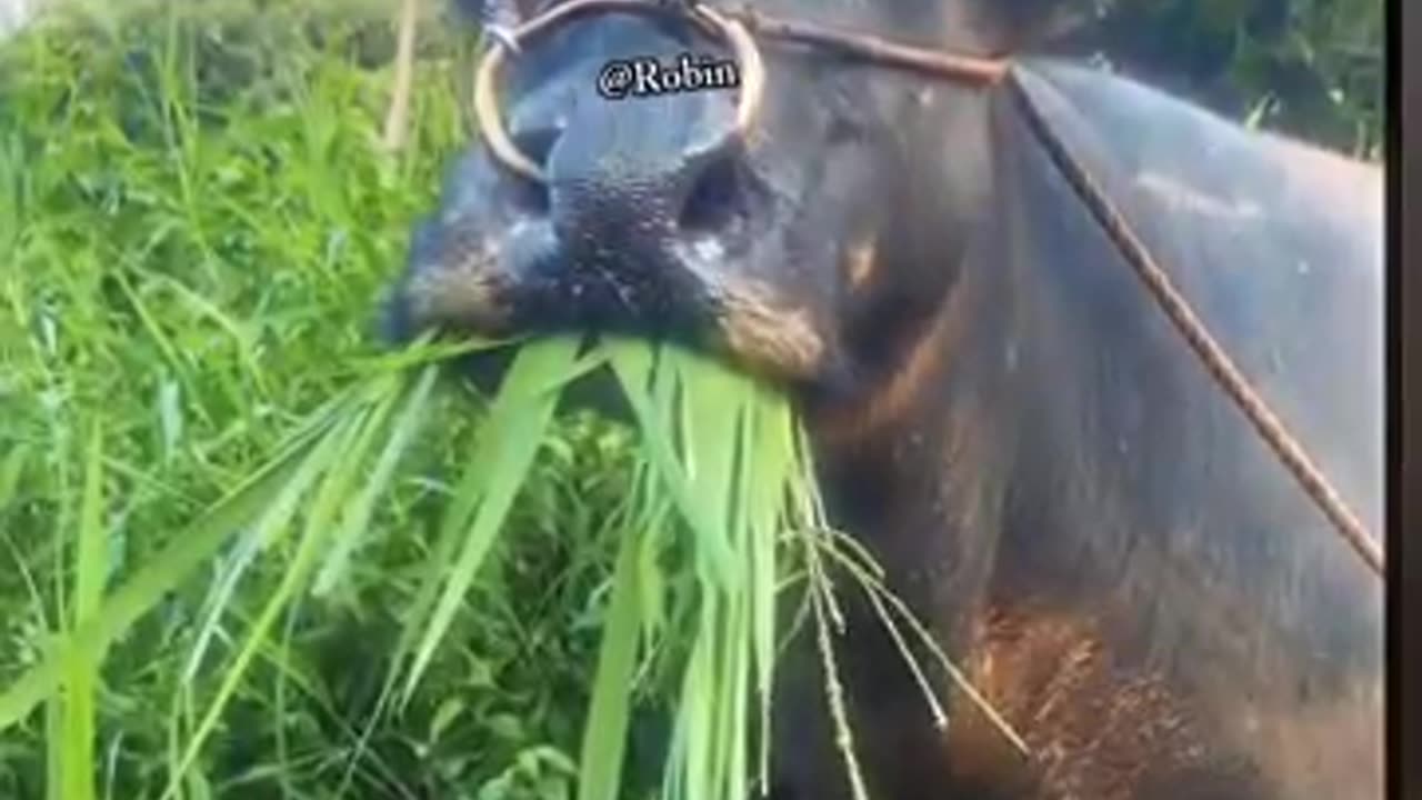 comedy video