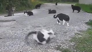 🐱😴 Cats are So Mysterious... You Won't Believe These Hilarious Feline Antics! | FunFM
