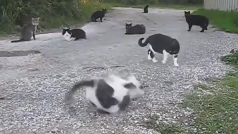 🐱😴 Cats are So Mysterious... You Won't Believe These Hilarious Feline Antics! | FunFM