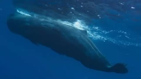 Why are Blue whales going Silent?