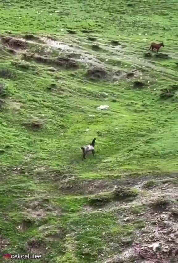 A horse is set free after serving a family for years. Freedom.