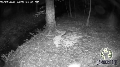 CamoCritter Critter Cam Live Stream