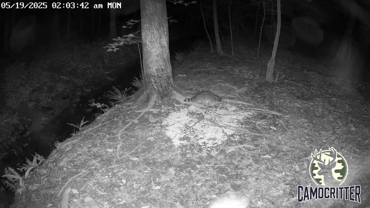 CamoCritter Critter Cam Live Stream