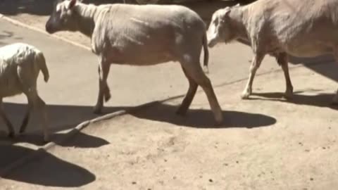 sheep