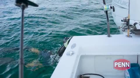 Spear Fishing Monster Lobsters and Hogfish in the Bahamas_part4