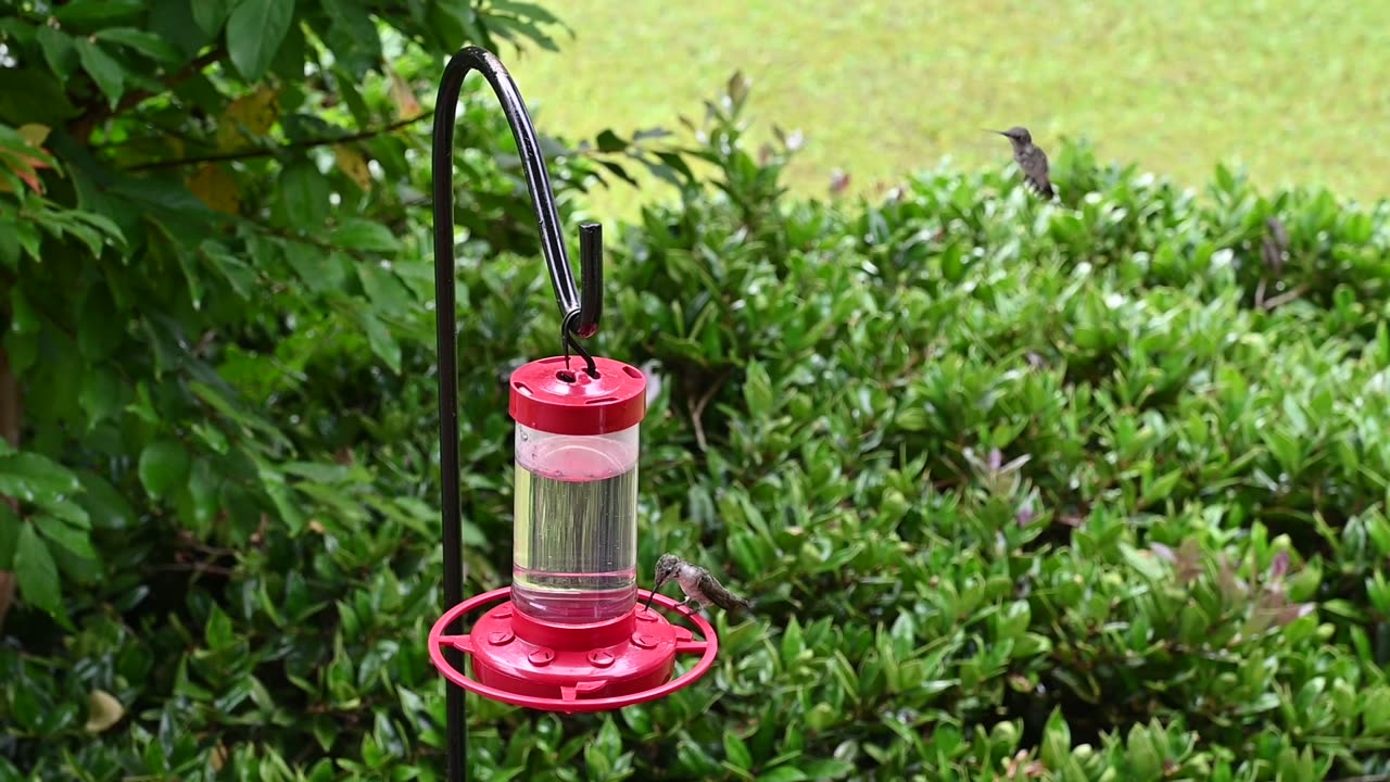 HBird2_Nikon