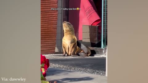 10 Minutes of Animal Cuteness to Brighten Your Soul ❤️