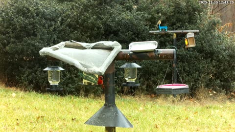 Bird Feeder in Western Maryland USA