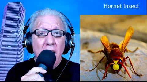Hornets