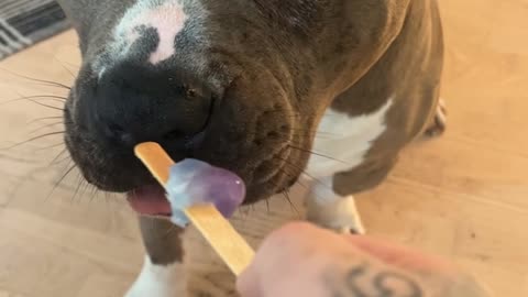 Bully Dog Enjoys a Popsicle
