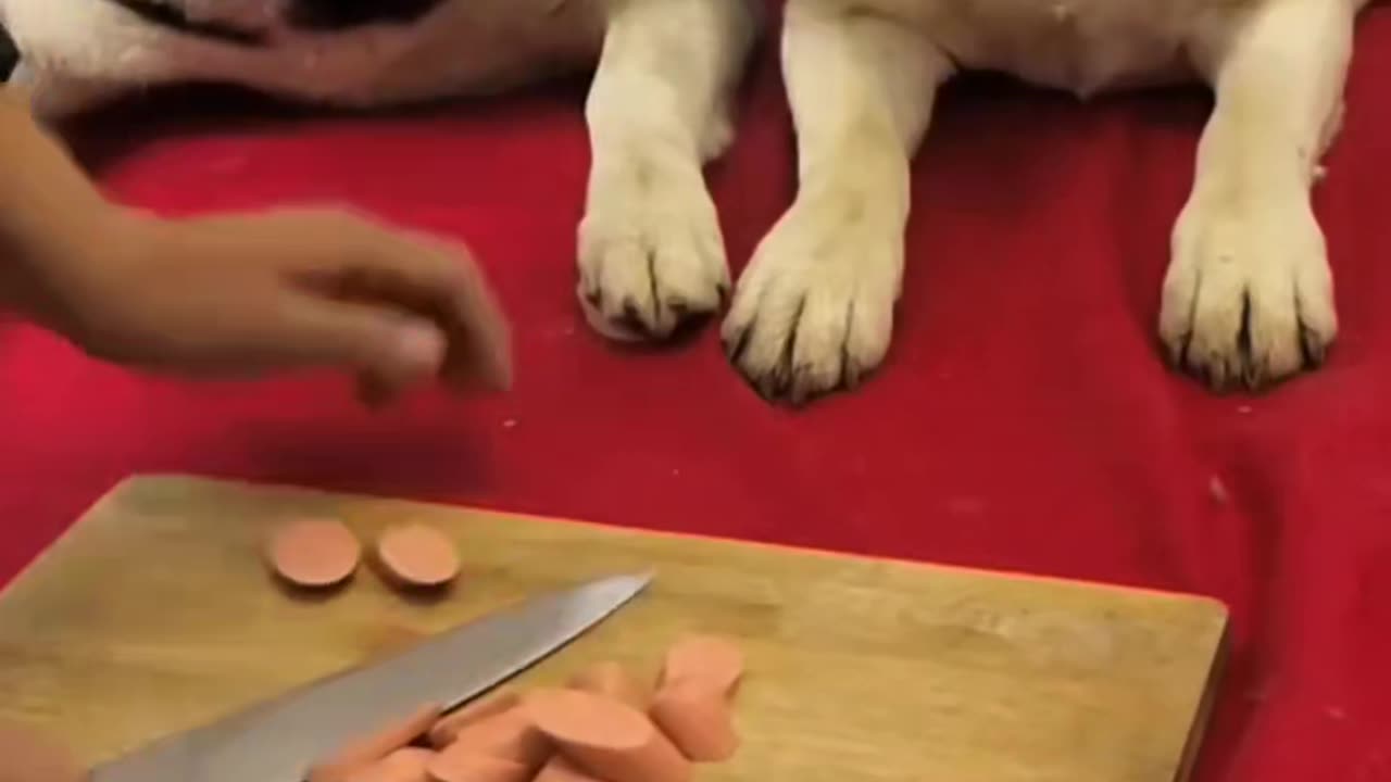 Facing the kiss of the hostess, the big dog is both upset and helpless