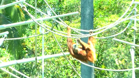 Orangutan is literally hangin out!