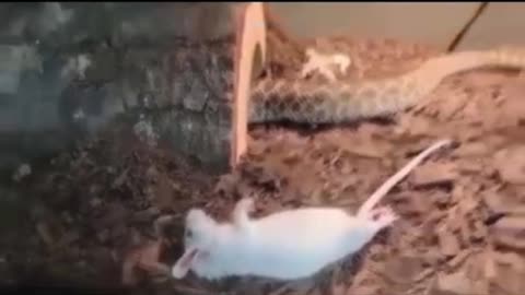 Nano Capsule iniettate - Covid 19 Vaccino -Video 1