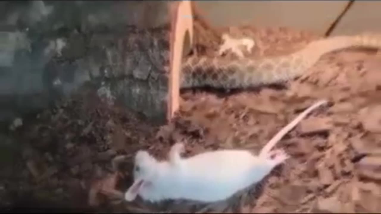 Nano Capsule iniettate - Covid 19 Vaccino -Video 1