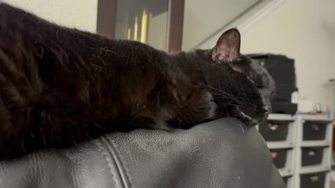 Cute Precious Piper Sleeps on the Back of the Chair - My Adopted Shelter Cat Vlog