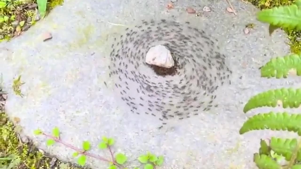 🤯🐜 Why Do Ants Form Circles? The Surprising Truth About Pheromone Trails! | FeedMyCuriosity