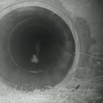 Found a new place to hide