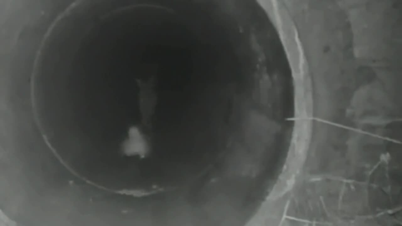 Found a new place to hide