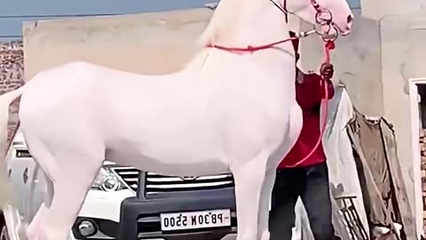 The Akhal Teke horse. The most expensive, rarest, and loyal horse