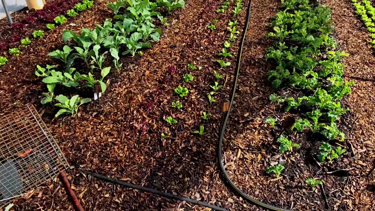 Website Update, Farmers' Market Update & What's Growing 4-16-25