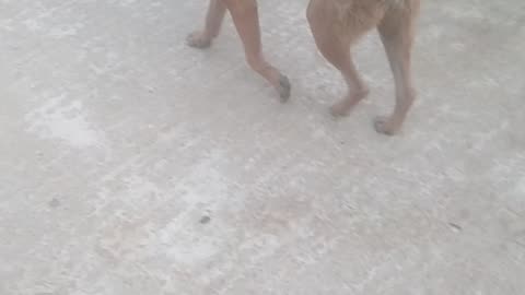 Watch the dog walk