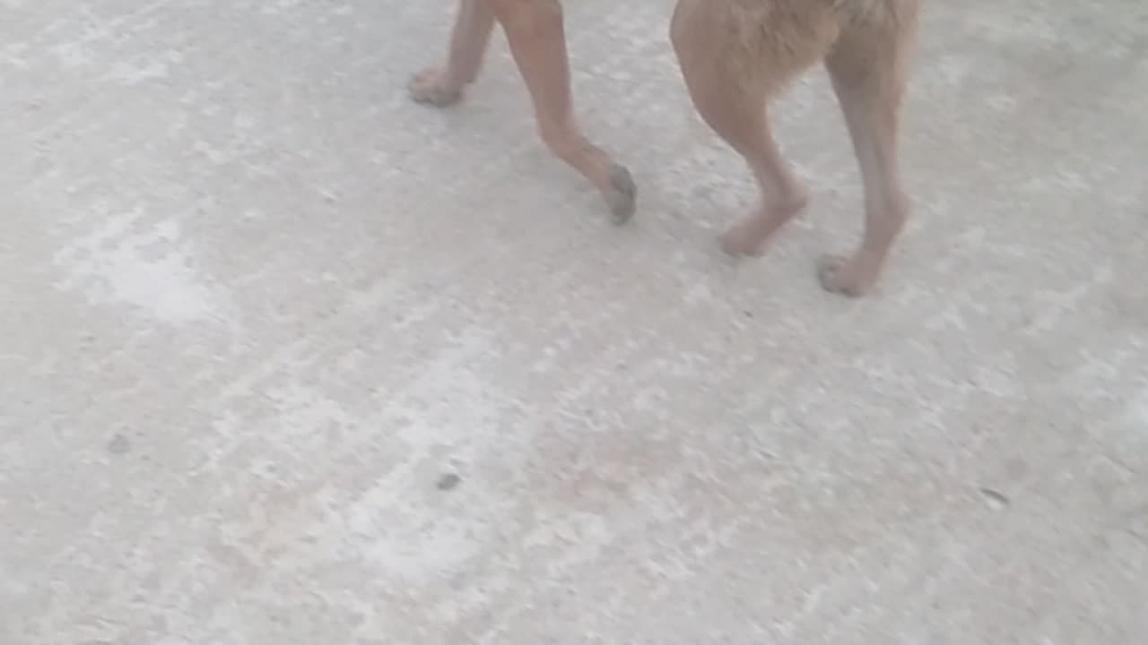 Watch the dog walk